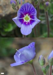 Veronica hookeriana. Flower. Scale = 1 mm.
 Image: P.J. Garnock-Jones © P.J. Garnock-Jones CC-BY-NC 3.0 NZ